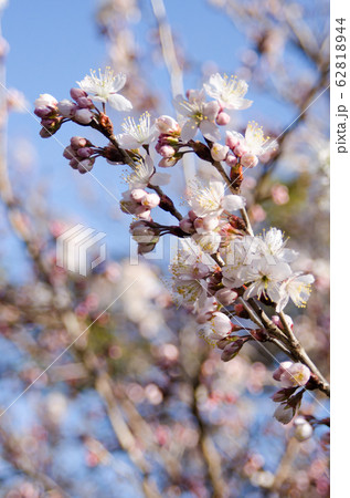 サクランボの花 サクランボの花 62818944