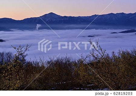 宝登山ロウバイ園のロウバイと秩父盆地を覆う雲海に武甲山と秩父の山々 62819203