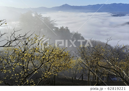 宝登山ロウバイ園のロウバイと秩父盆地を覆う雲海に武甲山と秩父の山々 宝登山ロウバイ園のロウバイと秩父盆地を覆う雲海に武甲山と秩父の山々 62819221