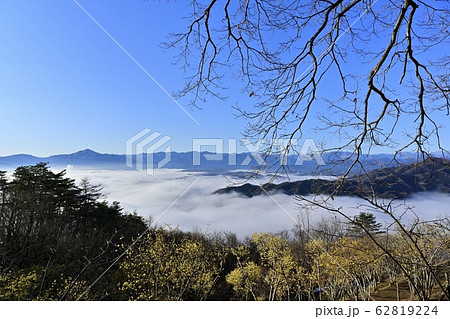 宝登山ロウバイ園のロウバイと秩父盆地を覆う雲海に武甲山と秩父の山々 62819224