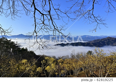 宝登山ロウバイ園のロウバイと秩父盆地を覆う雲海に武甲山と秩父の山々 宝登山ロウバイ園のロウバイと秩父盆地を覆う雲海に武甲山と秩父の山々 62819225