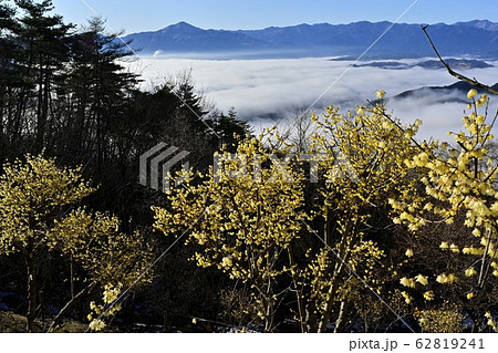 宝登山ロウバイ園のロウバイと秩父盆地を覆う雲海に武甲山と秩父の山々 宝登山ロウバイ園のロウバイと秩父盆地を覆う雲海に武甲山と秩父の山々 62819241