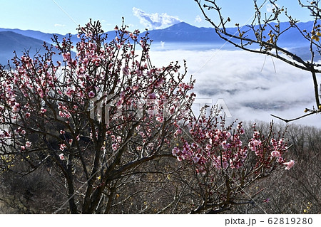 宝登山梅園の紅梅と秩父盆地を覆う雲海に武甲山と秩父の山々 62819280