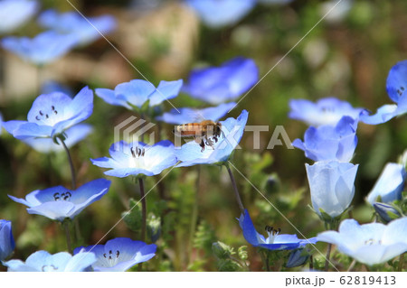 ネモフィラの花畑で蜜を集めるミツバチの写真素材