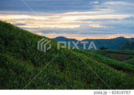 Corn field on a beautiful sunny day 62819707
