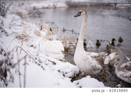 Swans on the lake, with chicks, in the winter. 62819890