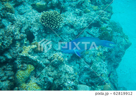 古座間味の珊瑚礁 62819912