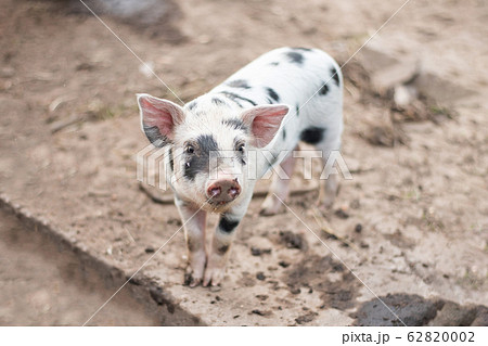 Little cute spotted piglet on the farm. 62820002
