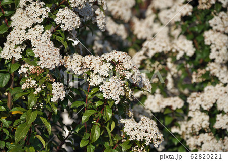 トキワガマズミの花 62820221