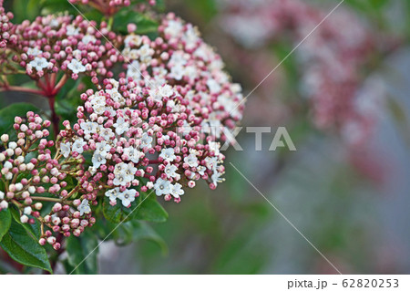トキワガマズミの花 62820253