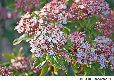 トキワガマズミの花の写真素材 6274