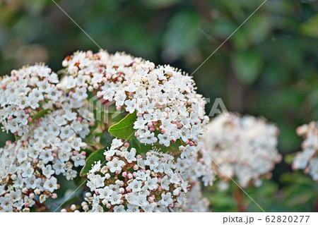 トキワガマズミの花 62820277