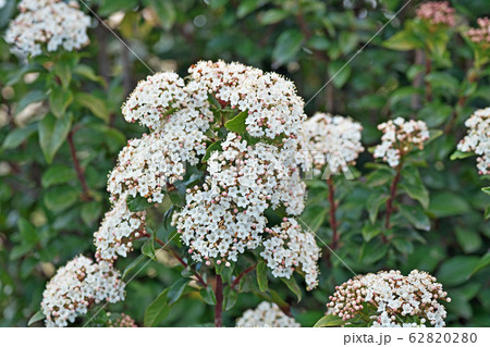 トキワガマズミの花 62820280