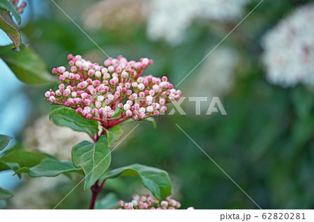 トキワガマズミの花 トキワガマズミの花 62820281