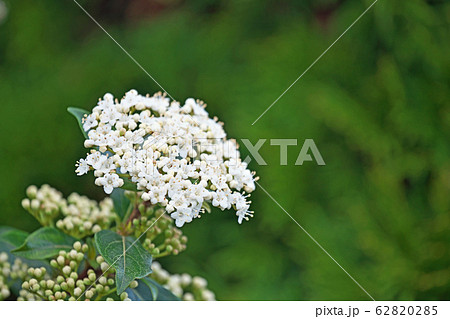 トキワガマズミの花 トキワガマズミの花 62820285