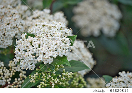 トキワガマズミの花の写真素材 6315