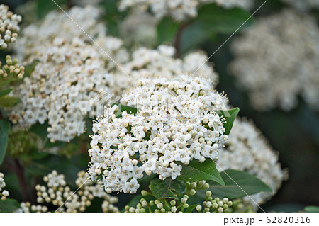 トキワガマズミの花 62820316
