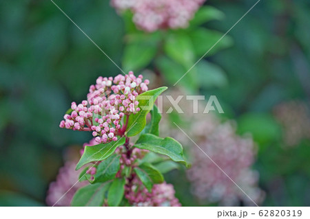 トキワガマズミの花の写真素材 6319