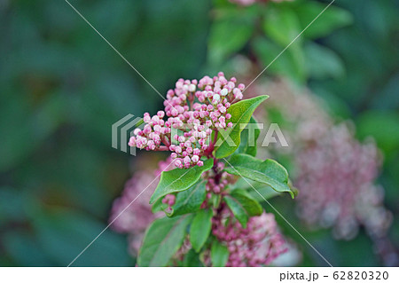 トキワガマズミの花 62820320