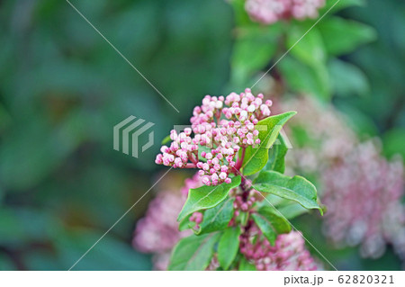 トキワガマズミの花 トキワガマズミの花 62820321