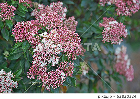 トキワガマズミの花の写真素材 6324