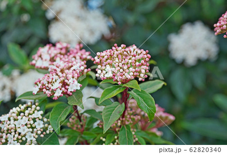 トキワガマズミの花 トキワガマズミの花 62820340