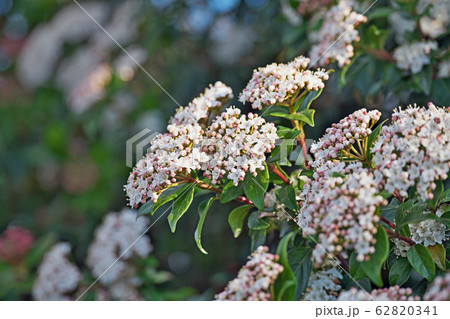 トキワガマズミの花 62820341