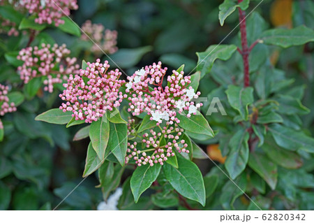 トキワガマズミの花 トキワガマズミの花 62820342