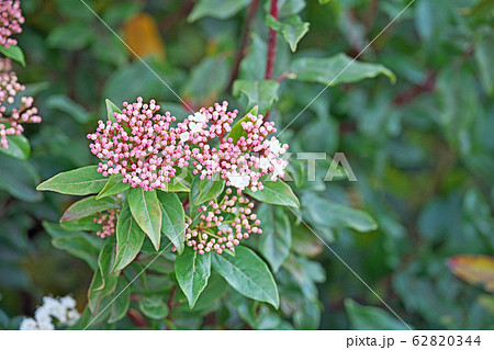 トキワガマズミの花 62820344
