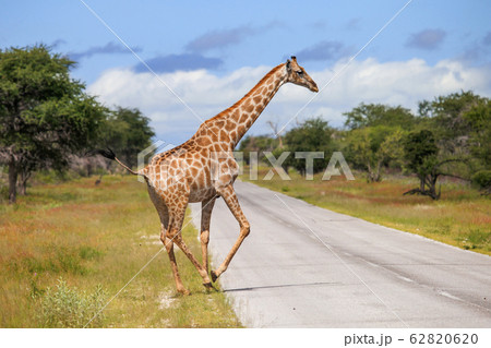 Giraffe Giraffe 62820620