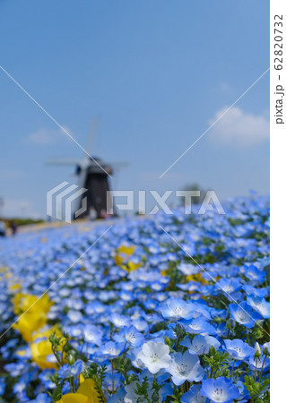 花博記念公園鶴見緑地のネモフィラの写真素材 6732