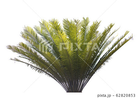 Cycad palm tree isolated on white background. Cycad palm tree isolated on white background. 62820853