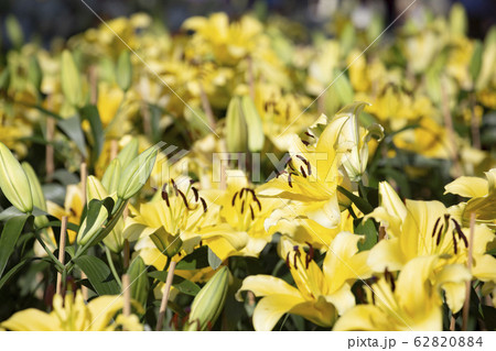 Fields with yellow lilly flower. Fields with yellow lilly flower. 62820884