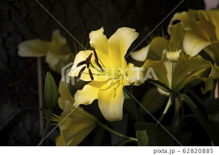 Fields with yellow lilly flower. Fields with yellow lilly flower. 62820885