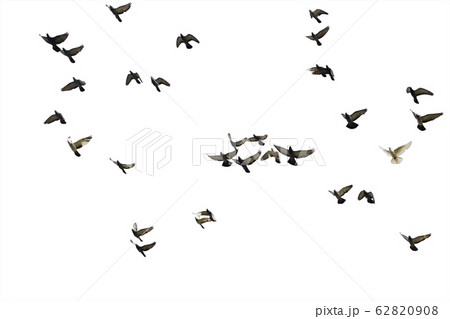 Flocks of flying pigeons isolated on white Flocks of flying pigeons isolated on white 62820908