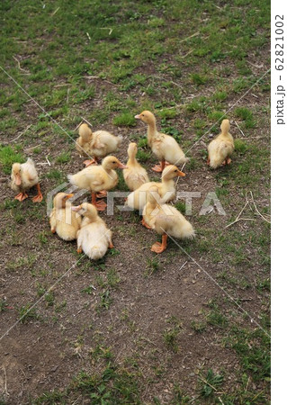 アヒルの赤ちゃんの写真素材