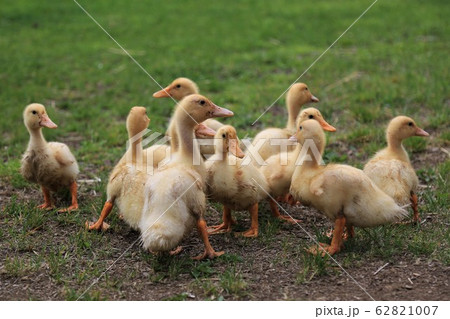 アヒルの赤ちゃんの写真素材