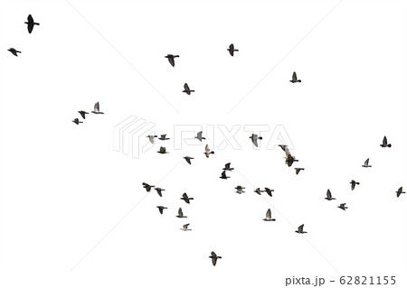 Flocks of flying pigeons isolated on white Flocks of flying pigeons isolated on white 62821155