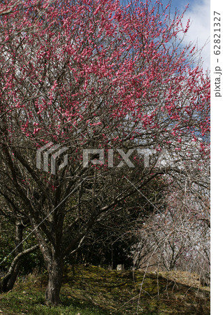 四季の散歩　春　梅の里公園 62821327