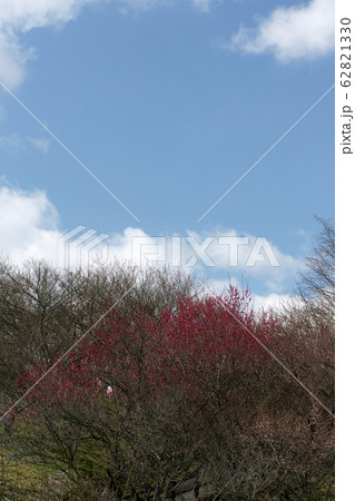 四季の散歩 春 梅の里公園 四季の散歩 春 梅の里公園 62821330