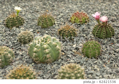 Green cacti with pink flowers on blur background. Green cacti with pink flowers on blur background. 62821536