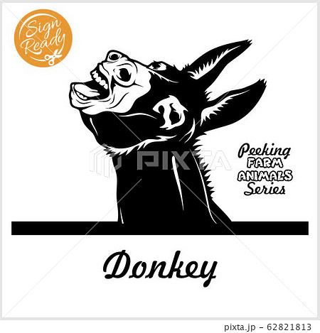 Peeking Donkey - Cheerful neighing Donkey peeking out - face head isolated on white Peeking Donkey - Cheerful neighing Donkey peeking out - face head isolated on white 62821813