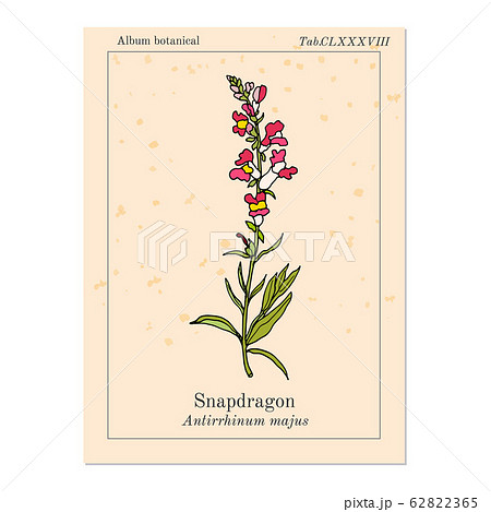 Snapdragon Antirrhinum Majus Or Dragon のイラスト素材