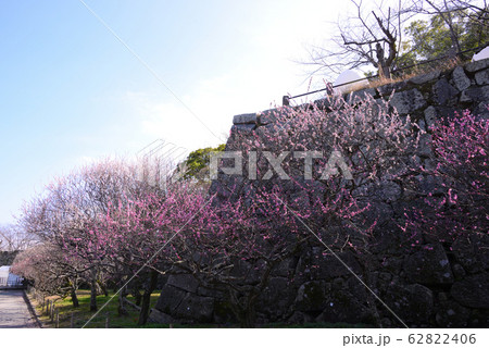 舞鶴公園の梅 舞鶴公園の梅 62822406