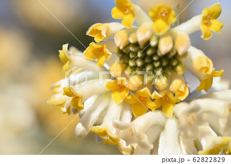 ミツマタ ミツマタ 62822829