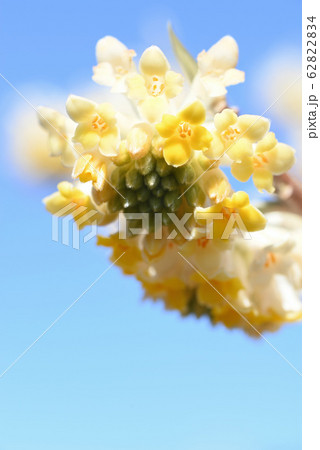 ミツマタ ミツマタ 62822834