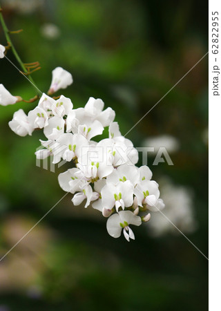 植物写真 温室のハーデンベルギア 小さな胡蝶蘭 植物写真 温室のハーデンベルギア 小さな胡蝶蘭 62822955