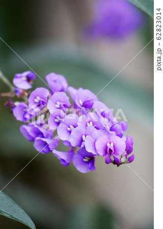 植物写真 温室のハーデンベルギア 可愛いミニ胡蝶蘭 植物写真 温室のハーデンベルギア 可愛いミニ胡蝶蘭 62823014