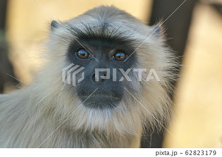 ハヌマーンラングール 62823179