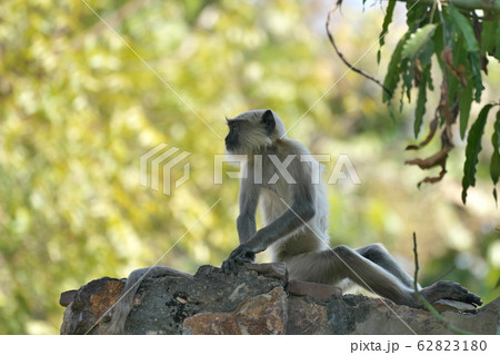 ハヌマーンラングール 62823180